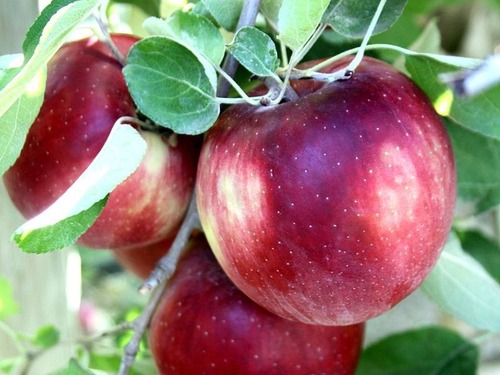 �����ߥå������ꥹ��