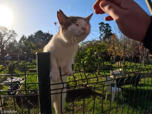 5年かけて懐いてくるようになった猫「すごい勢いで駆け寄ってくる…」（動画）