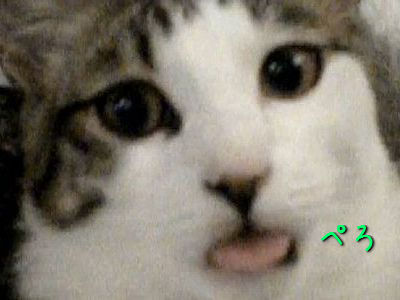 ペロペロ猫