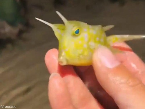 呼べば寄ってくるフレンドリーな「コンゴウフグ」は賢くてキュートな魚
