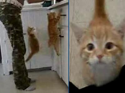 超まっしぐら!強烈な「おなかすいた攻撃」をする子猫二匹