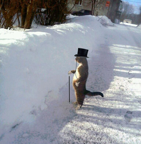 「すがすがしい朝の顔」をした猫02