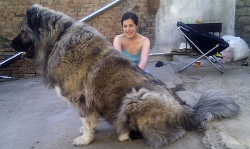 インパクト絶大 犬を巨大化させる写真テクニックいろいろ らばq インパクト絶大 犬を巨大化させる写真テクニックいろいろ らばq