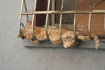 神出鬼没の猫16