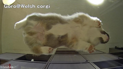 子犬をガラステーブルの下から見る01