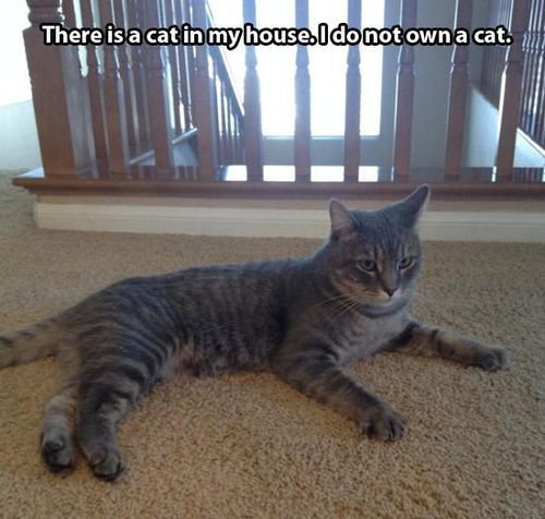 帰宅したら…見知らぬ猫がいる02