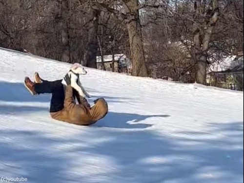 人間ソリに乗る犬