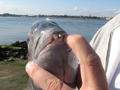 人間のような歯を持つ魚05
