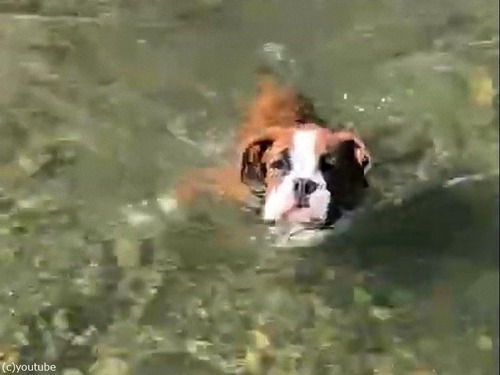 子犬が初めて川で泳いだら