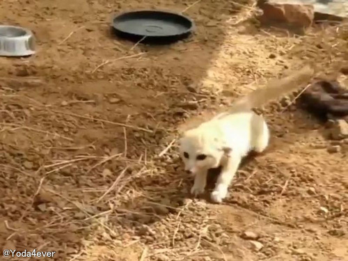 フェネックが一緒に育った猫と久しぶりの再会して感激「こんな風に喜ぶんだ…」