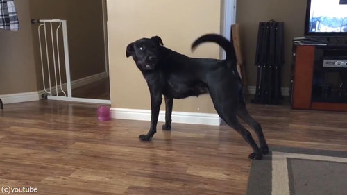 犬とカーペット05