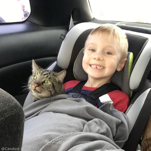 4歳児と2匹の猫が再会04