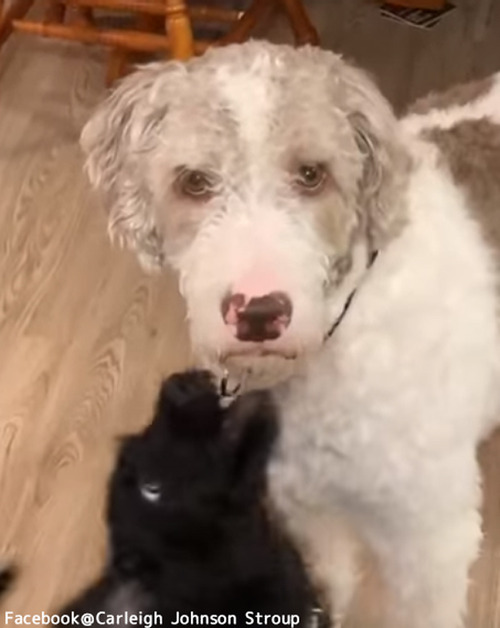 ڥåȤޤˡ轻ڥåȤ̤Ƥ٤ͳ02