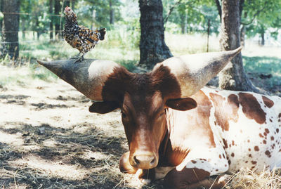 世界一のツノを持つ牛08