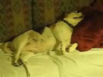 夢の中を歩く犬