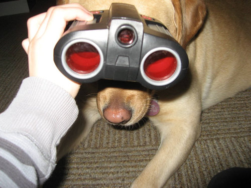 6歳の娘が犬をモデルにして写真08