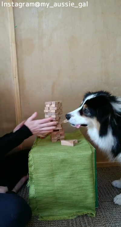 ジェンガで遊べるワンちゃん04