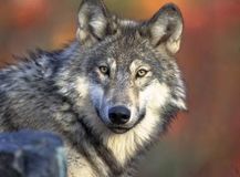 3.狼(Wolf)