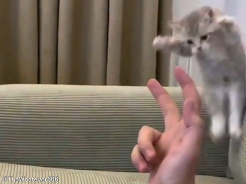 子猫との拳法対決