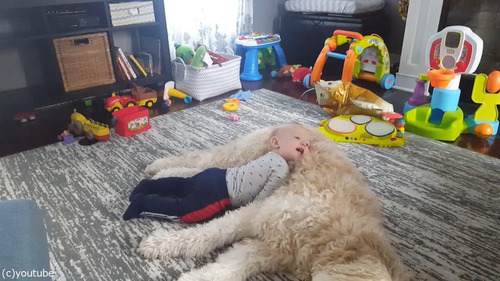 もふもふの犬をベッドにしようとする赤ちゃん02