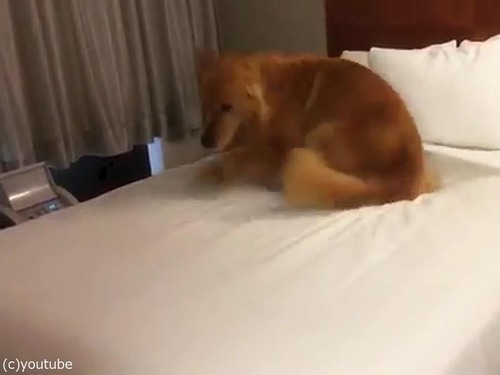 ベッド初体験の犬06