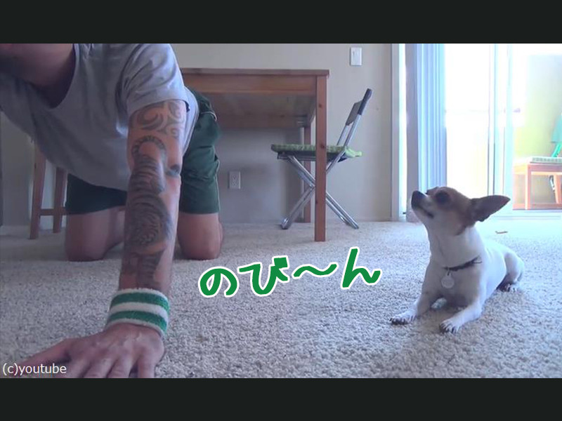 チワワが一緒にヨガをしてくれると こんなにかわいい 動画 らばq