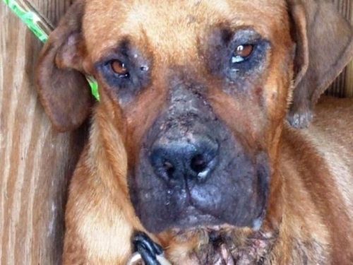 レスキューされた犬07