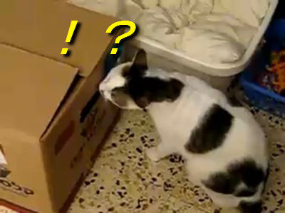 恐るべき猫パンチ