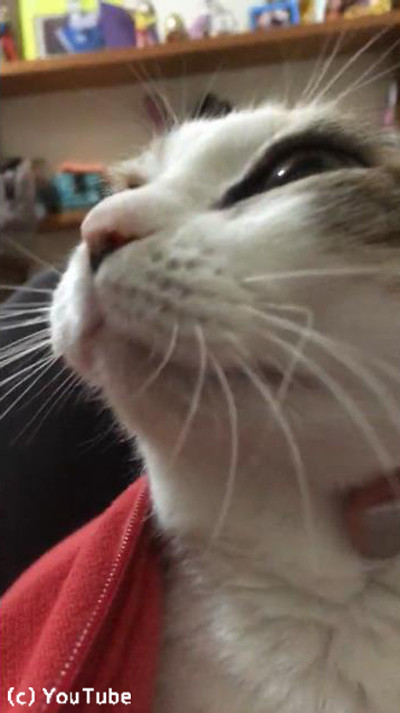 ������ˤ礭�á�ǭ�ο���꤬���襤����03