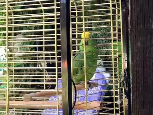 猫の鳴き声を出すインコが…猫を惑わせる（動画）
