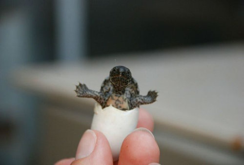 最高かつ最も包括的な可愛い 赤ちゃん 動物 最高の動物画像