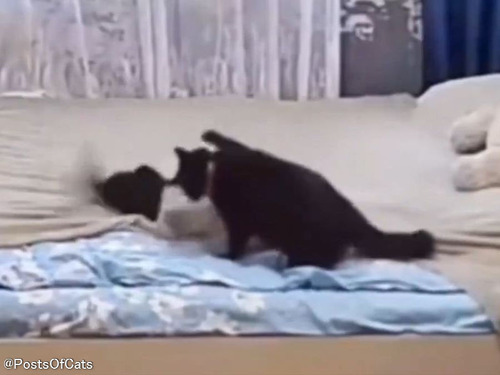 布団をめちゃくちゃにした子猫を叱ったママ猫…なんとベッドメイキングを始める