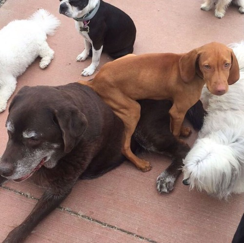 この犬の座り方01