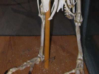 ペンギンのヒザのアップ