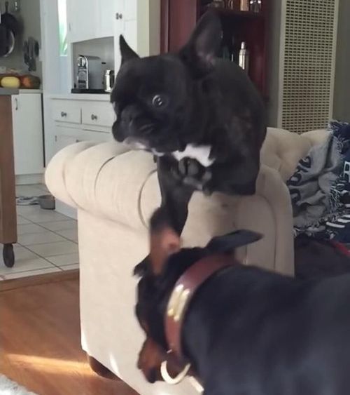 犬のジャンプ失敗04