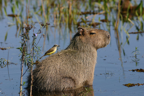 カピバラと他の動物たち01