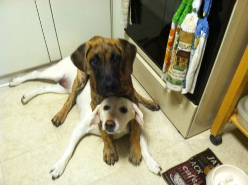 犬に踏まれた犬たち12