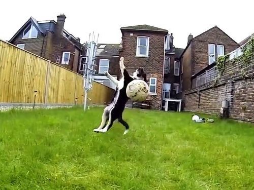 運動神経の悪い犬たち01