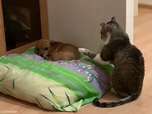 �������ɤ��ˤʤꤿ��ǭ01