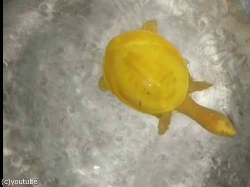 神々しい黄色の亀が発見される02