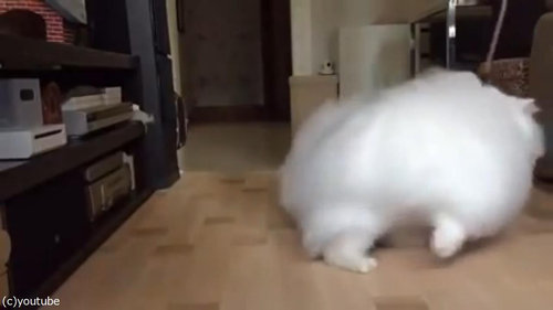 綿毛のような猫05