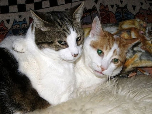 押し倒される猫13