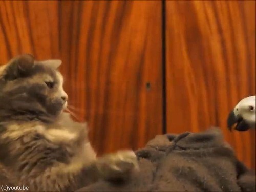 インコが猫にイタズラ06