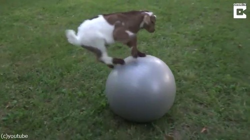 �ҥ䥮�˥Х�󥹥ܡ����Ϳ�������01