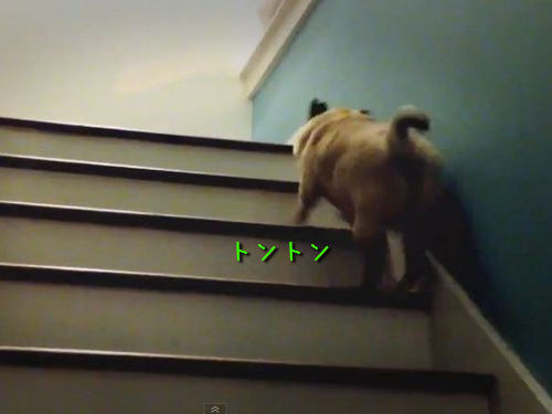 階段を上る犬
