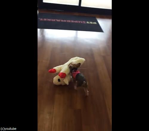 ぬいぐるみに大喜びのテリア03