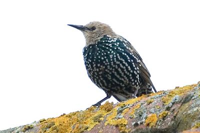 空が真っ黒になるほどの鳥の大群TOP