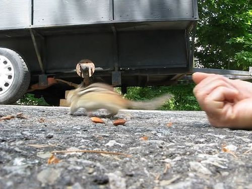 リスとアーモンド16