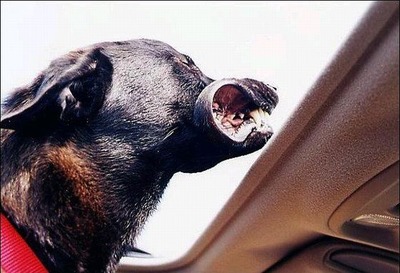 車の風と犬10