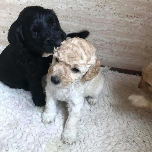 犬の兄弟が偶然再会01